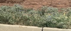 Solanum elaeagnifolium