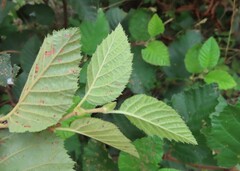 Alnus alnobetula