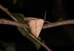 Parasada carnosa