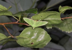 Parotis punctiferalis