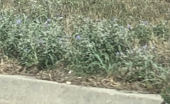 Solanum elaeagnifolium