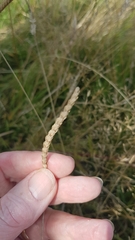Cynosurus cristatus