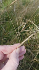 Cynosurus cristatus