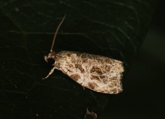 Phaecasiophora leechi