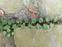 Evolvulus nummularius