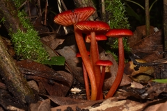 Hygrocybe cantharellus