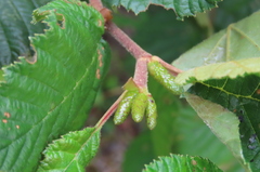 Alnus alnobetula