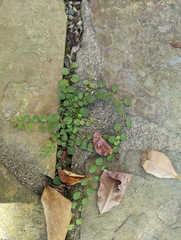 Evolvulus nummularius