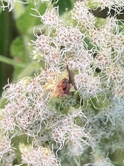 Phymata pennsylvanica