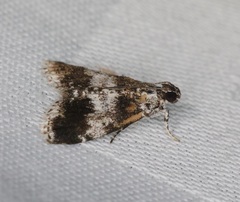 Salma ridiculalis