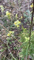 Linaria vulgaris