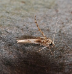 Stathmopoda stimulata