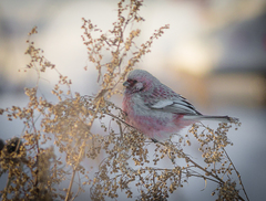 Carpodacus sibiricus
