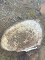Unionidae