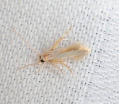 Stathmopoda