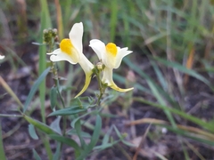 Linaria acutiloba