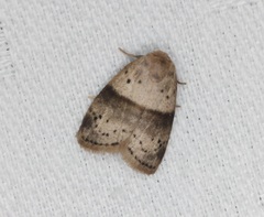 Stictane rectilinea chinesica