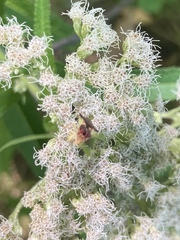 Phymata pennsylvanica