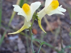 Linaria acutiloba