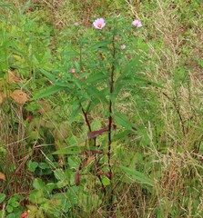 Symphyotrichum novi-belgii