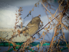 Carpodacus sibiricus