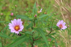Symphyotrichum novi-belgii