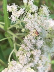 Phymata pennsylvanica