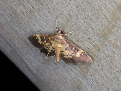 Ategumia