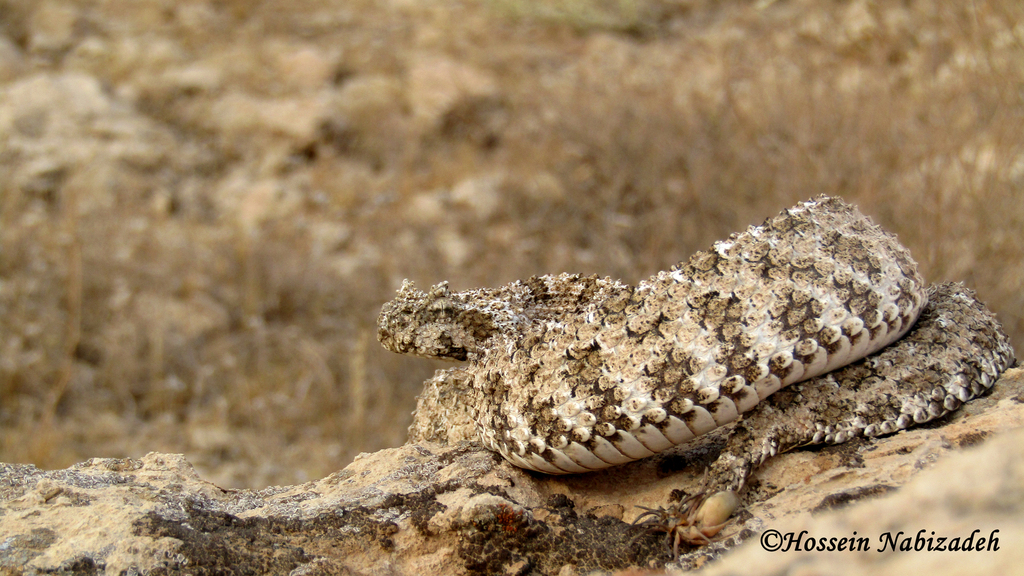 Spider-tailed Horned Viper