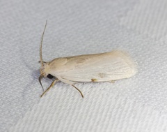 Athrypsiastis salva
