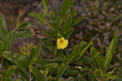 Labichea lanceolata