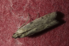 Phycitodes binaevella