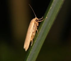 Danielithosia immaculata