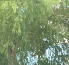 Taxodium