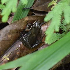 Lithobates vaillanti