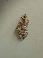 Pelurga comitata