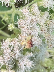 Phymata pennsylvanica