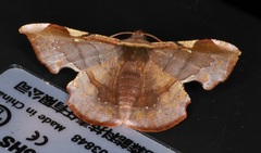 Fascellina chromataria