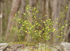 Pimelea flava flava