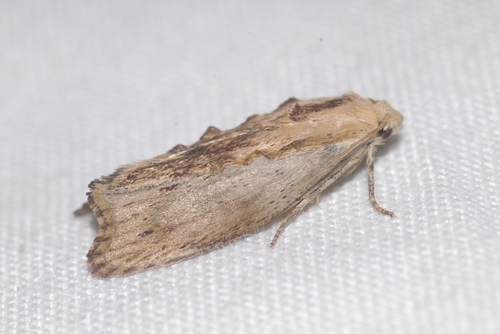 Galleria mellonella