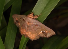 Lopharthrum comprimens