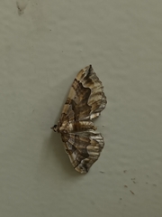 Pelurga comitata