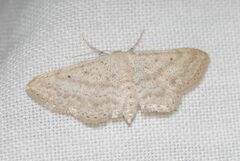 Idaea elongaria