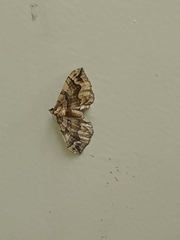 Pelurga comitata