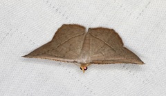 Plesiomorpha flaviceps