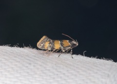 Promalactis lobatifera
