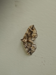 Pelurga comitata