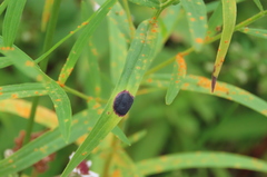 Asteromyia euthamiae