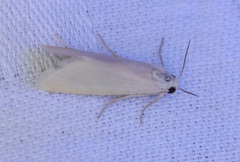 Scirpophaga