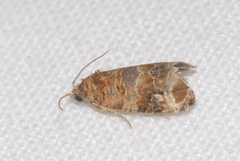 Lobesia botrana